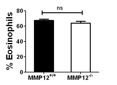 Supplementary figure S4. C57BL/6 (WT) and mmp12 -/- mice were infected with approximately 30 infective cercariae of S. mansoni and euthanized after 9 weeks.