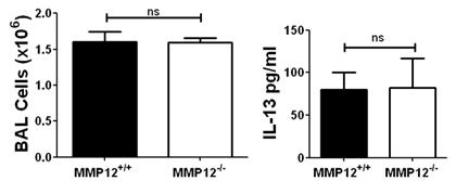 Supplementary figure S5. WT and mmp12 -/- mice were sensitized and challenged with S. mansoni eggs.