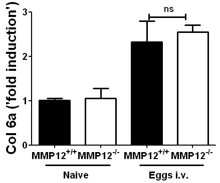 Supplementary figure S7. WT and mmp12 -/- mice were sensitized and challenged with S. mansoni eggs.