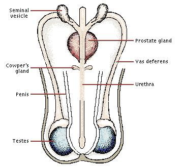 The reprductive anatmy f the male human is largely external. The male gnads, called testes, hang in a sac f skin called the scrtum.