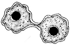 This type of cell division is called binary fission. cytoplasm nucleus Amoeba The process of cell division is controlled by the nucleus in the cell.
