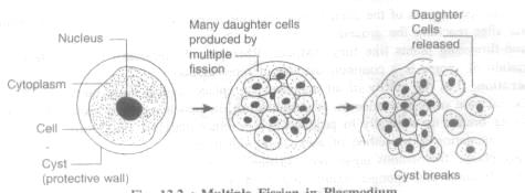 In this process of fission, the parent organism splits or divides to form two or more new organisms. Fission is of two types : binary fission and multiple fission. (i) Binary Fission.