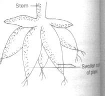 Swollen roots of plant Fig. 12.6: Natural Vegetative propagation by roots in Dahlia (ii) Natural vegetative propagation by stems. Some plants reproduce by means of stems.