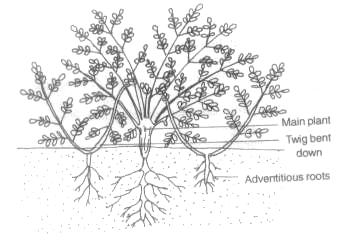 Fig. 12.9: Cutting Method After sometimes, the cutting develops roots and grows into a new plant which is similar to the parent plant.