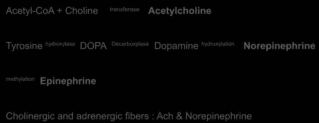 Dopamine hydroxylation Norepinephrine methylation