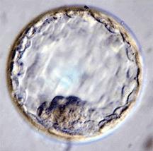 Different sources / Different Stem cells population Human development