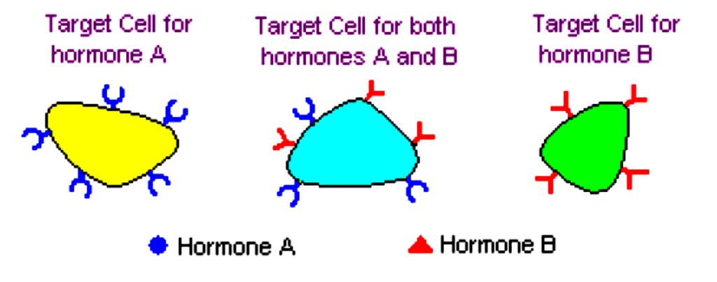 A cell is a target because it has a specific receptor for the hormone Most hormones circulate in the blood, coming into contact with essentially all cells.