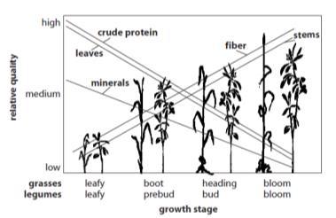 Relative rates of rumen degradation of common NFC and protein sources Feeding Programs Faster Slower Sugar Wheat flour Bakery product High-moisture corn Steam-flaked corn Ground barley Ground corn