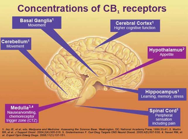 CB1 and CB2 receptors CB1 receptors -Decreases glutamate release -Effects neuronal growth and