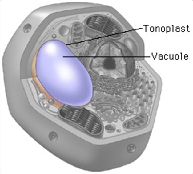 Vacuoles A vacuole is any membrane bound organelle with little or no internal structure.
