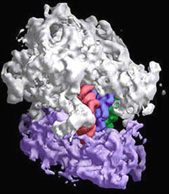 Ribosomes Ribosomes use instructions from the nucleus (DNA) to synthesize proteins. Proteins are made up of amino acids and when assembled, they code for specific things that our body needs to do.