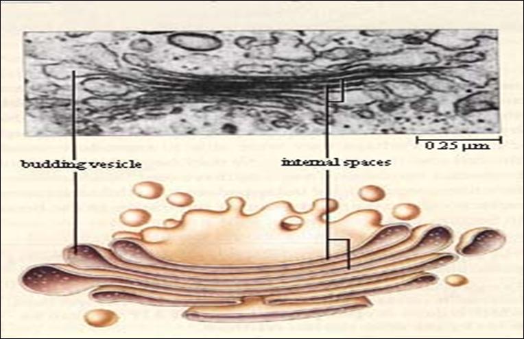 Golgi Body The Golgi body collects, manufactures and packages proteins and fats before shipping them to
