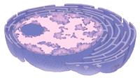 Nucleus: The Cell's Brain The nucleus is the most prominent organelle and can occupy up to 10% of the space inside a cell.