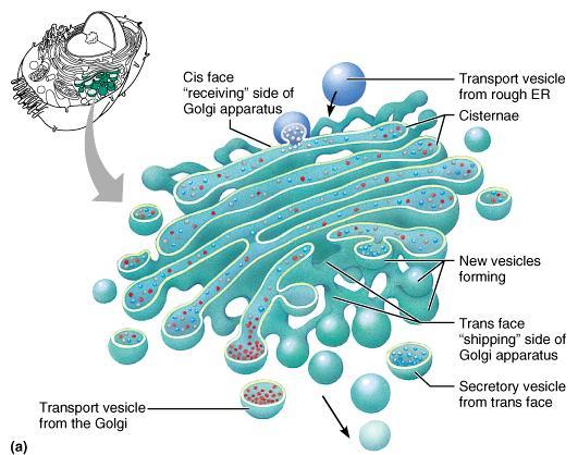 Golgi Apparatus Stacked and flattened membranous sacs Functions in modification, concentration, and packaging of proteins Transport vessels from the ER fuse with the cis face of