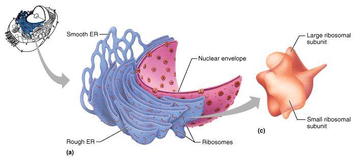 Endoplasmic Reticulum (ER) Gough ER External surface studded with ribosomes Manufactures all secreted