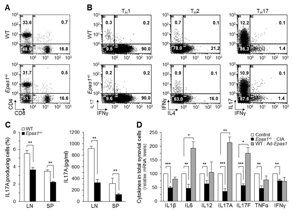 Figure 5. Normal immune system development and effector function of CD4 + T cells in Epas1 +/2 mice.