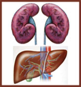 Outline the Session What are the issues with Kidney / Liver Impairment and using Analgesics?