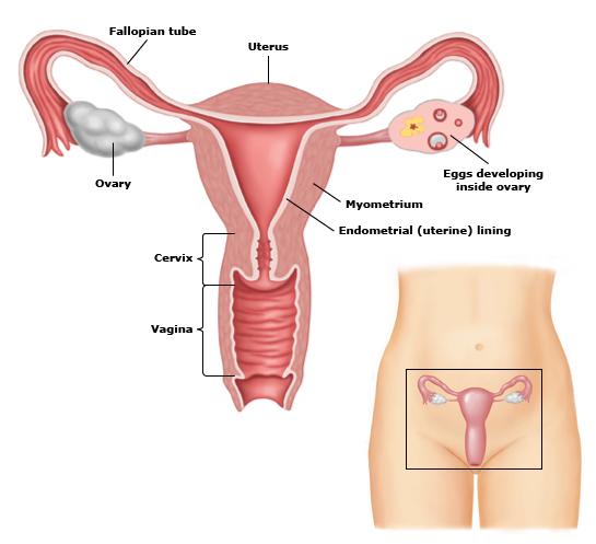 Page 4 of 5 Female reproductive anatomy These are the