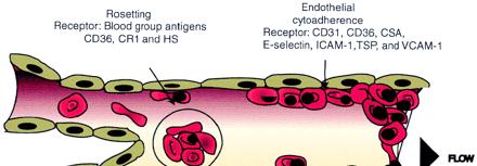 Pathogenesis Cytoadherence seems to be the main culprit for pathogenesis Infected RBCs will adhere to the endothelium as