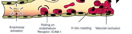 stickier Cytokines can induce (mimic) many of symptoms and signs of malaria (shivering, headache, chills, spiking