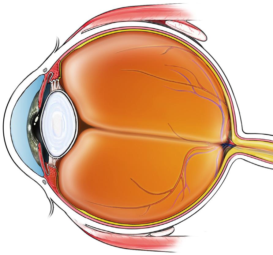 What is the cornea? Your eye has a number of layers. The cornea is the transparent (clear), dome-shaped outer layer in front of the black pupil and coloured iris (see figure 1).