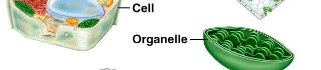 Organelles, Membrane In order to keep cells alive and function properly, the