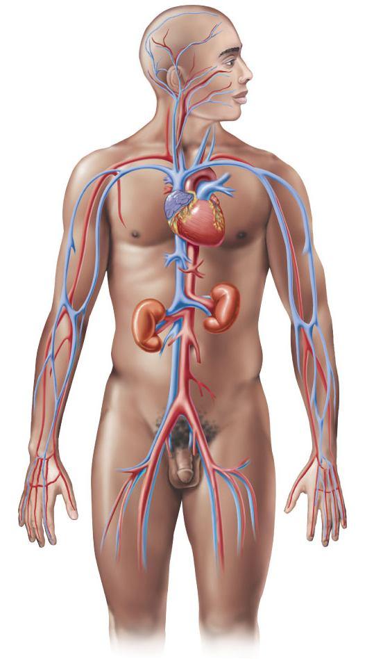 7b The Cardiovascular System - Veins Blood vessels Veins Carry blood back to the heart Superior vena cava Carries blood from the upper body back to the heart Renal