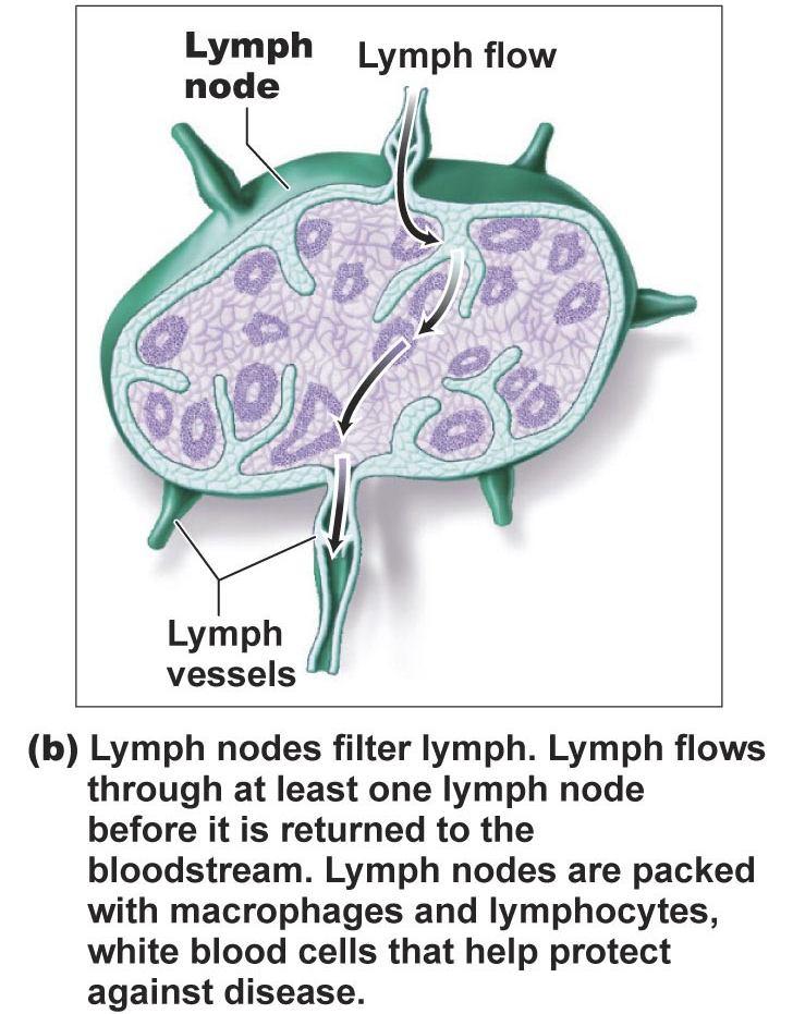 Lymphoid Organs: 1. Lymph nodes - cleanse lymph of debris and pathogens and store lymphocytes and macrophages to fight infection. 2. Spleen - cleanses the blood, remove old blood cells. 3.