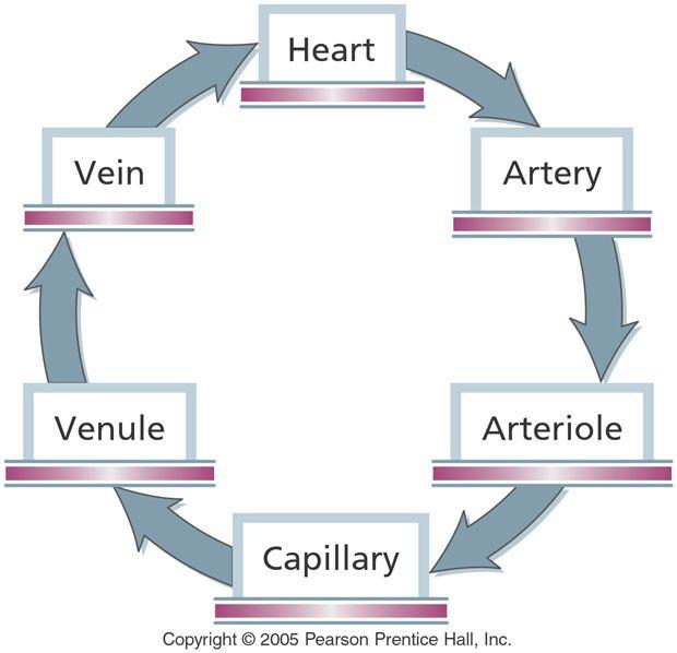 capillaries. 5-4 The Blood Vessels Arteries and Veins Arteries - Always carry blood away from the heart and usually carry O 2 -rich blood.