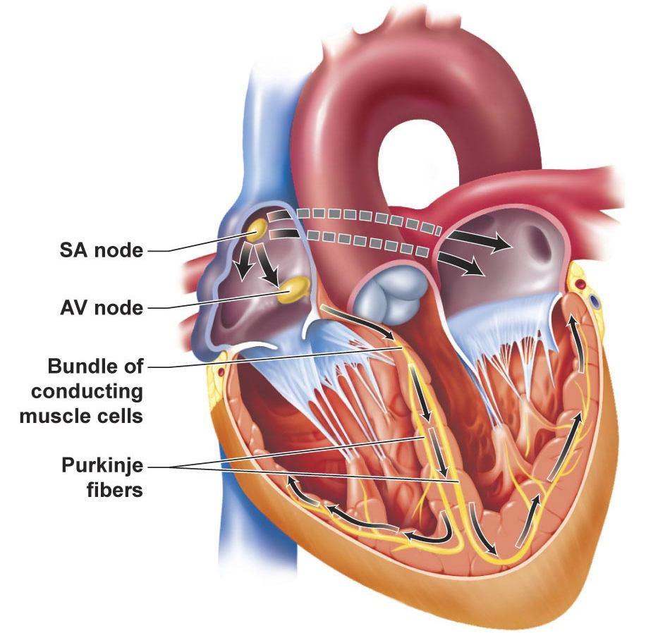 Regulation of the Heartbeat Regulation of the Heartbeat