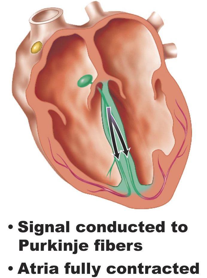 13b Regulation of the Heartbeat Recording the Heartbeat