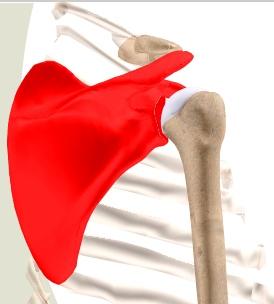 The cartilage cushions the joint, and allows the bones to move on each other with smooth movements.