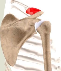 Unit 1: Introduction Clavicle The clavicle is an S-shaped bone that connects the shoulder girdle to the trunk.