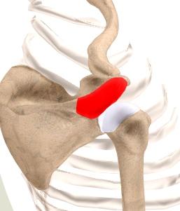 4 ) Coracoid process The coracoid process is the extension of the Scapula (Shoulder Blade) around the shoulder joint at the