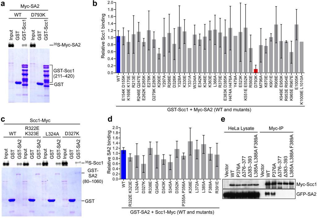 Supplementary Figure 1 Mutational analysis of the SA2-Scc1 interaction in vitro and in human cells.