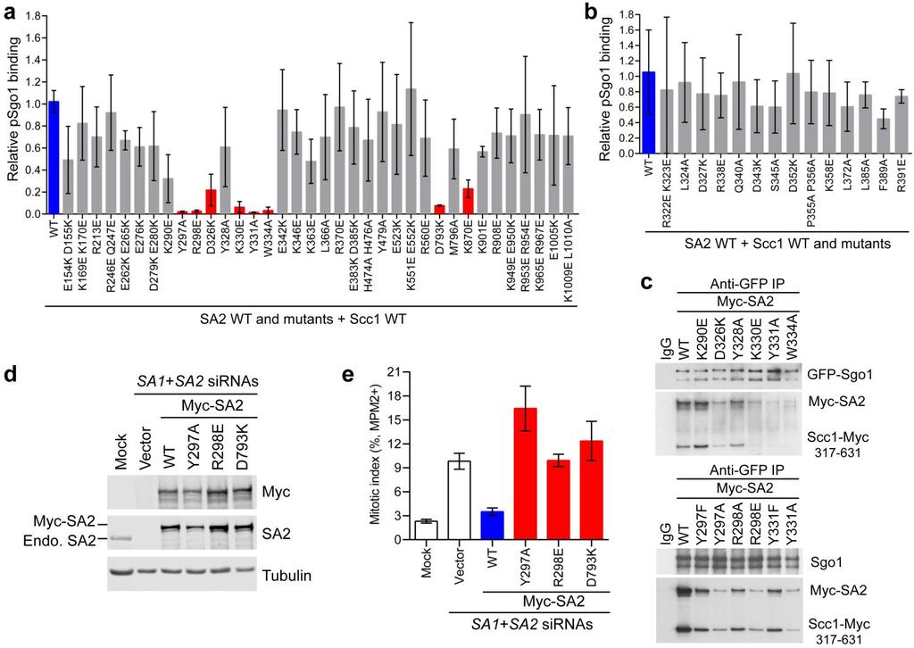 Supplementary Figure 2 Identification of a Sgo1-binding site on SA2 Scc1.