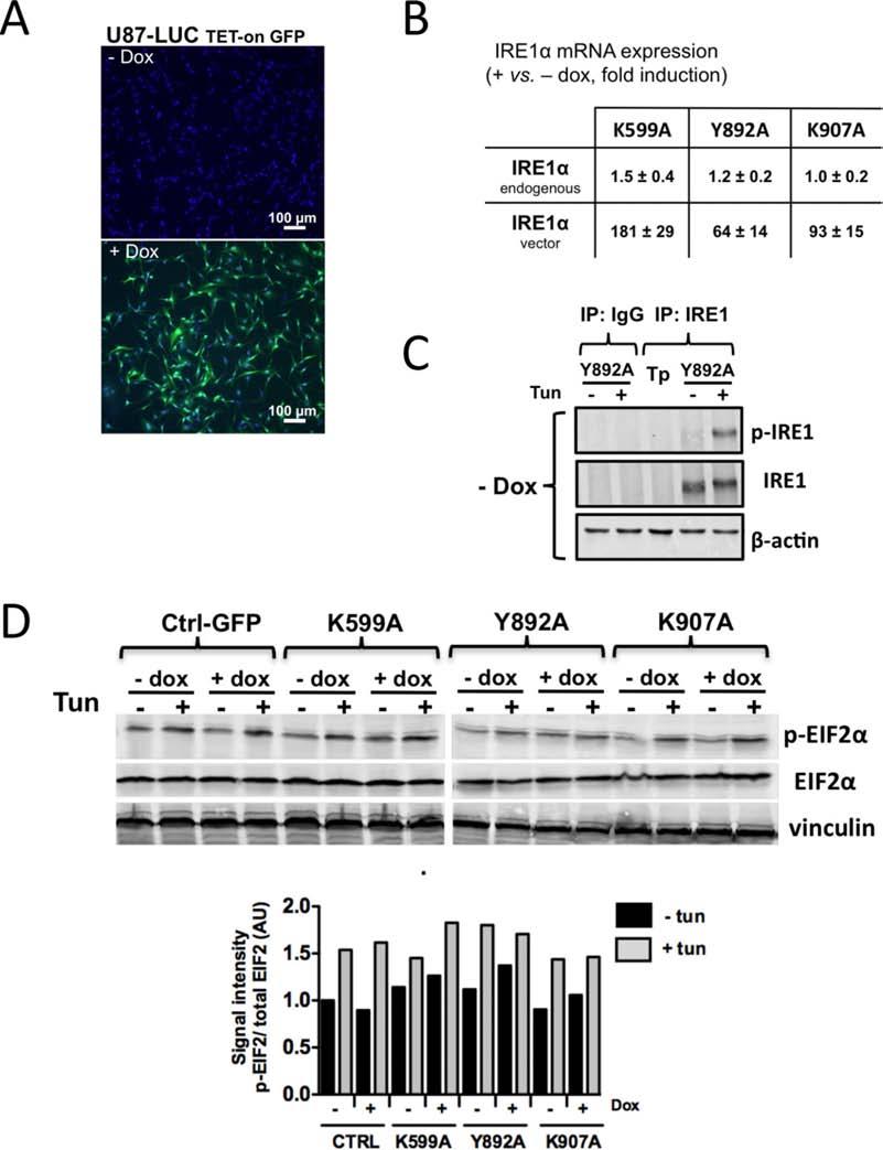 SUPPLEMENTARY FIGURES AND TABLE Supplementary Figure S1: Characterization of IRE1α mutants. A. U87-LUC cells were transduced with the lentiviral vector containing the GFP sequence (U87-LUC Tet-ON GFP).