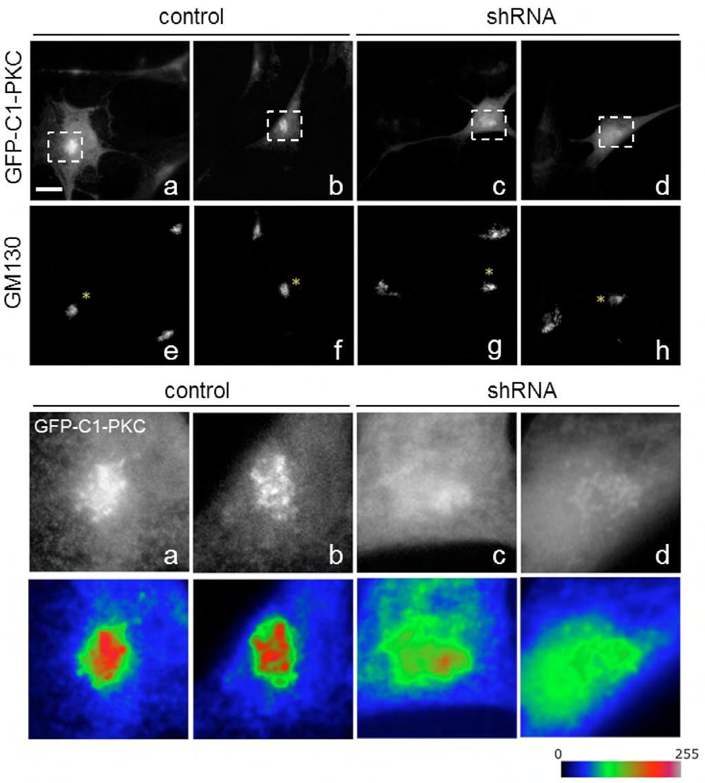 Fig. S9. Redistribution of the PKCθ-C1b domain from the Golgi to the cytosol is perturbed in LPP3-silenced cells.