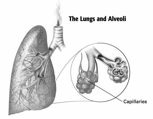 Lesson 2 Tobacco s Effects Early Effects of Smoking Chronic Effects Many of the early effects of smoking are chronic. A chronic effect is a consequence that remains with a person for a long time.