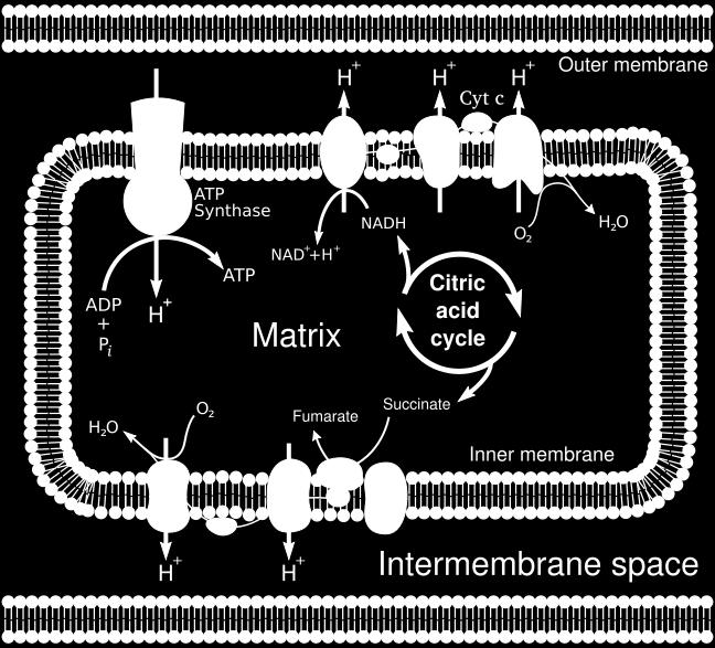 membranes of mitochondria (electron
