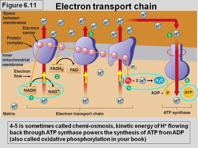 The entire electron transport chain functions as a chemical machine that uses energy released by the fall of electrons to pump hydrogen ions across the inner mitochondrial membrane By pumping H +