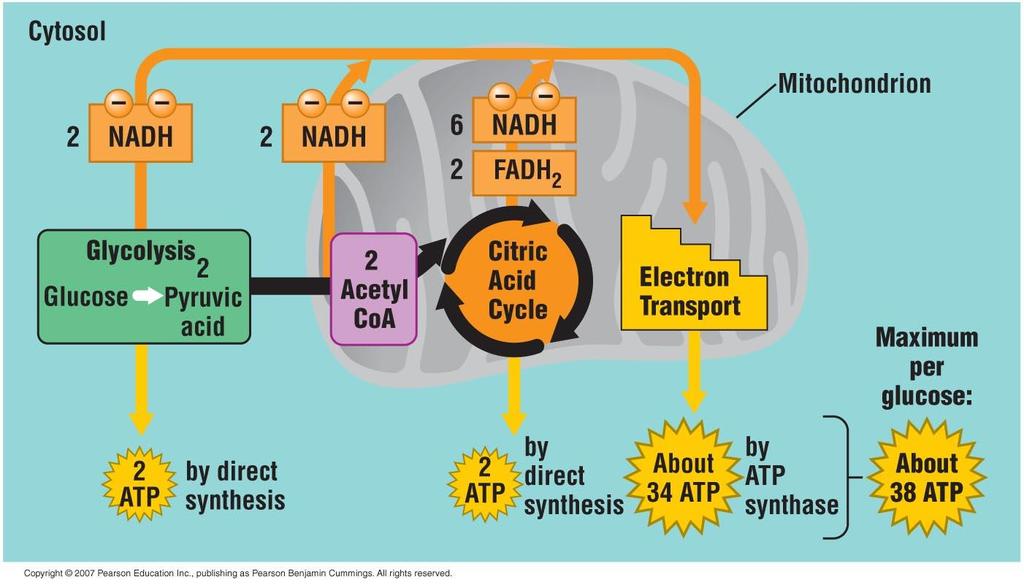 during cellular respiration ATP 생성상황 Glucose 2 pyruvic acid + 2 ATP + 2 NADH 2 pyruvic acid 6 CO 2 + 6 H 2 O + 2 ATP + 8 NADH + 2