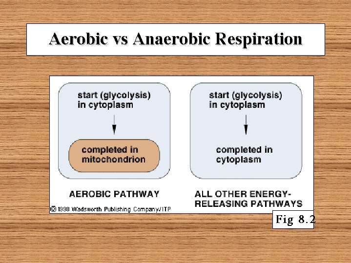 Anaerobic Respiration Provides small amounts of ATP until the cell can once again obtain enough