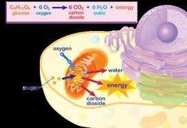 Cellular Respiration Respiration is the conversion of chemical energy into