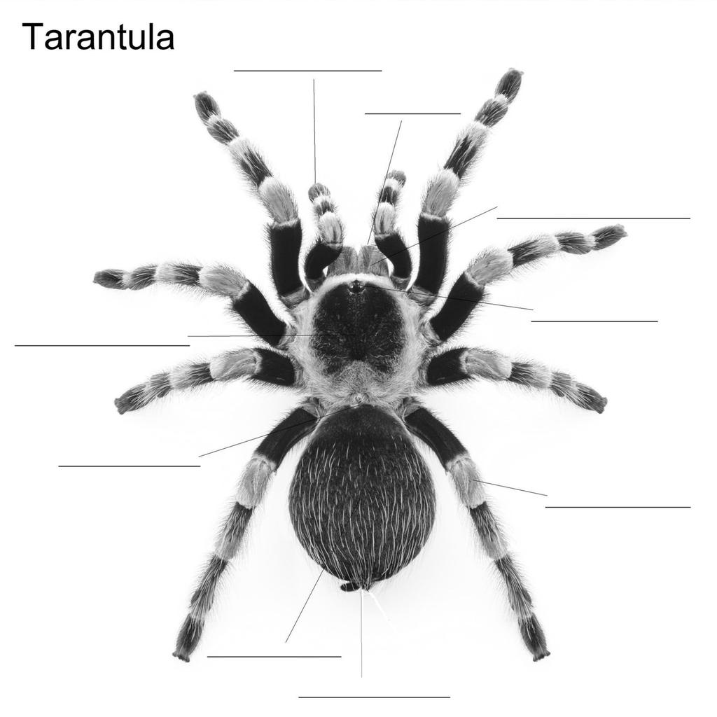LAB DIAGRAMS LAB 19: STUDY A SPIDER Diagram 19-1 Label the hrizntal lines abve t dente these rgans: Eyes (8) Spinnerets (4) Legs (8)