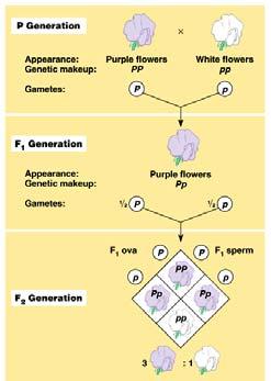 A Punnett square predicts the results of a genetic cross between individuals of known genotype. This can produce four equally likely combinations of sperm and ovum.