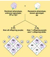 peas, both PP and Pp plants have the same phenotype (purple) but different genotypes (homozygous and heterozygous).