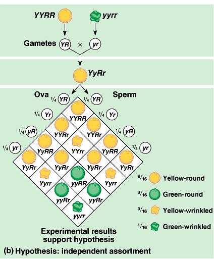 Cross a YYRR x yyrr Y = Yellow peas R = Round y = Green peas r = Wrinkled Genotype = 100% YyRr Phenotype = 100%