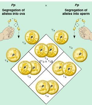 Mendelian inheritance rules of probability Mendel s laws of segregation and independent assortment reflect the same laws of probability that apply to tossing coins or rolling dice.