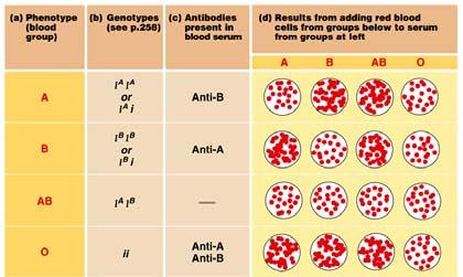 Matching compatible blood groups is critical for blood transfusions because a person produces antibodies against foreign blood factors.